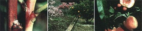 Growing Dwarf Fruit Trees and Nut Trees Image